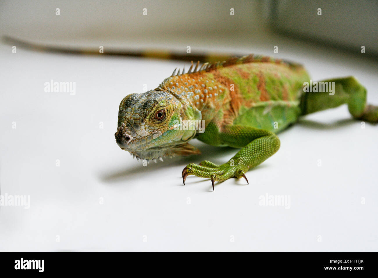 Grüner Leguan Reptilien. Perfektes Porträt eines grünen Leguan Reptilien, aus der Nähe. Close up Portrait von exotischen Home pet Grüner Leguan. Selektive konzentrieren. Stockfoto