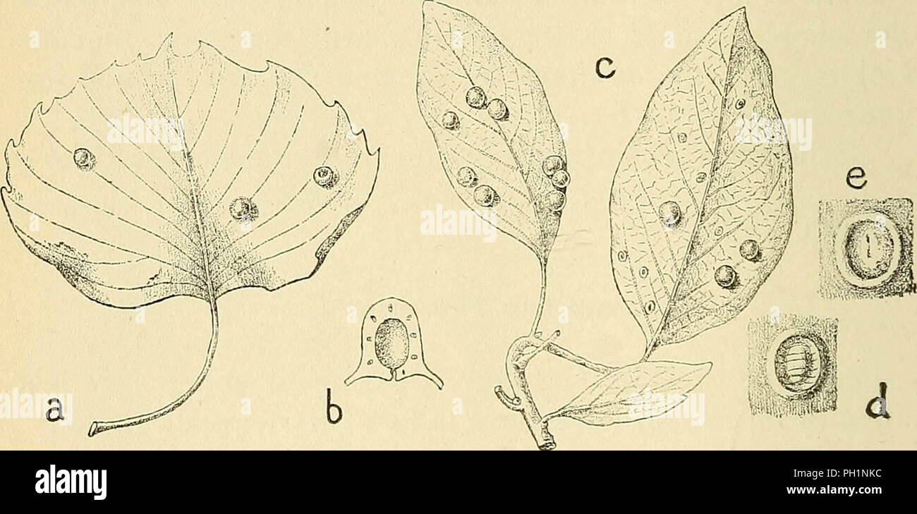 'Les zoocécidies des Plantes d'Afrique, d'Asie et d'Industriegüter: Beschreibung des Galles, Illustration, Bibliographie détaillée, répartition géographique, Index bibliographique" (1922) Stockfoto