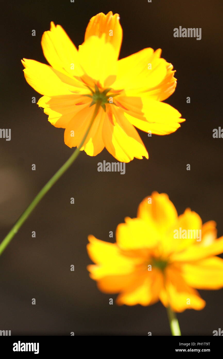 Kosmos à Fleur Jaune, Gelb cosmos Blume, 27.09.05 Kosmosblüte, flor Amarilla del Cosmos, Fleur Jaune et orange, orange und gelbe Blume Stockfoto