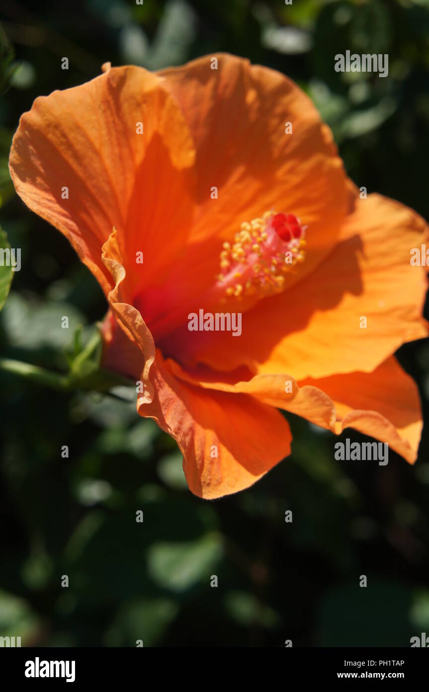 Hibiscus rosa-sinensis à Fleur orange, orange blühenden Hibiscus rosa-sinensis, Orangenblütiger Hibiskus rosa-sinensis, Azahar Hibiscus rosa-sinensis Stockfoto