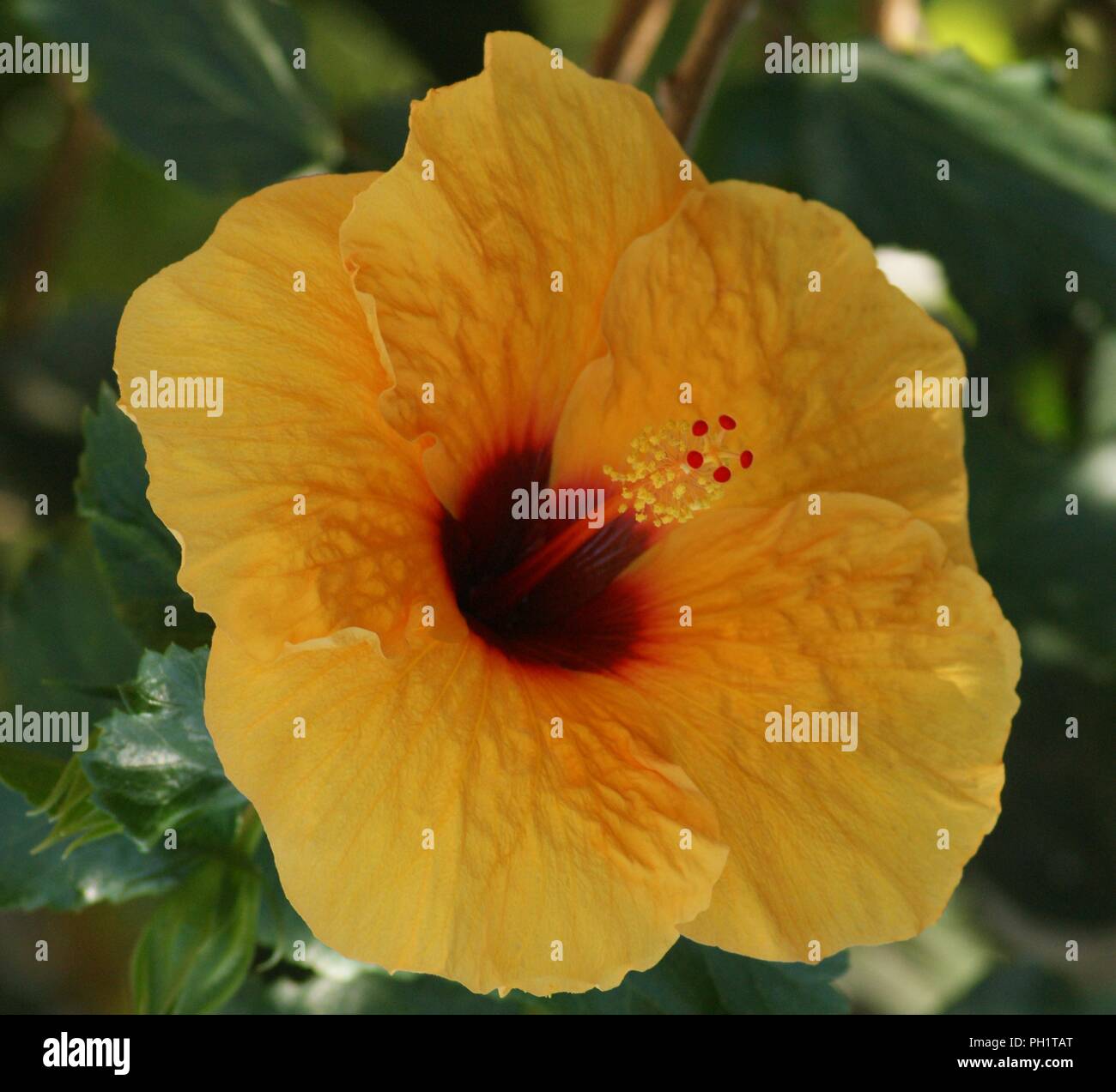 Hibiscus rosa-sinensis à Fleur orange, orange blühenden Hibiscus rosa-sinensis, Orangenblütiger Hibiskus rosa-sinensis, Azahar Hibiscus rosa-sinensis Stockfoto