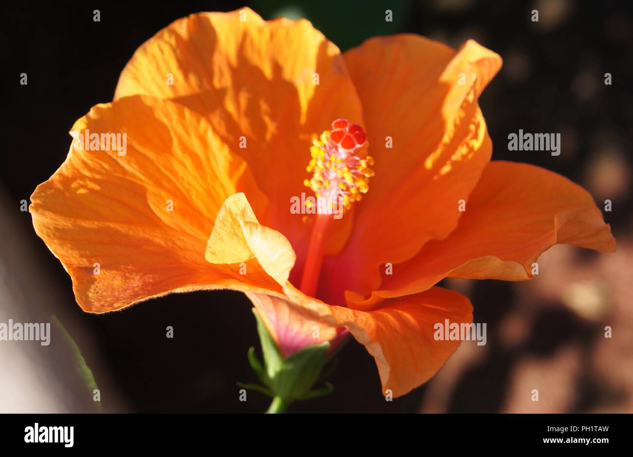 Hibiscus rosa-sinensis à Fleur orange, orange blühenden Hibiscus rosa-sinensis, Orangenblütiger Hibiskus rosa-sinensis, Azahar Hibiscus rosa-sinensis Stockfoto