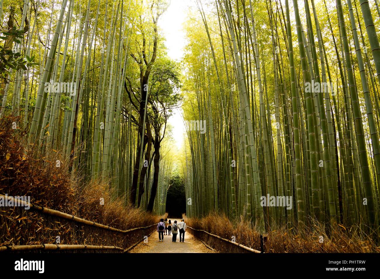 Ruhe in der arashiyama Bamboo Grove Stockfoto