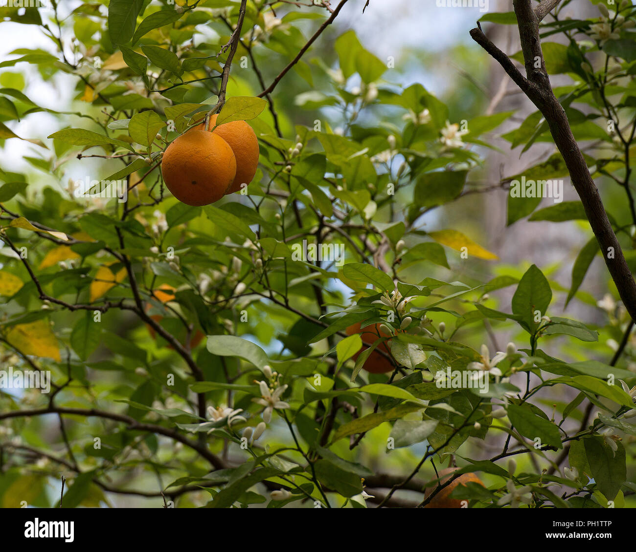 Orange Tree diplaying seine Früchte in der wilden Natur. Florida helle orange Frucht Baum im Feld. Stockfoto
