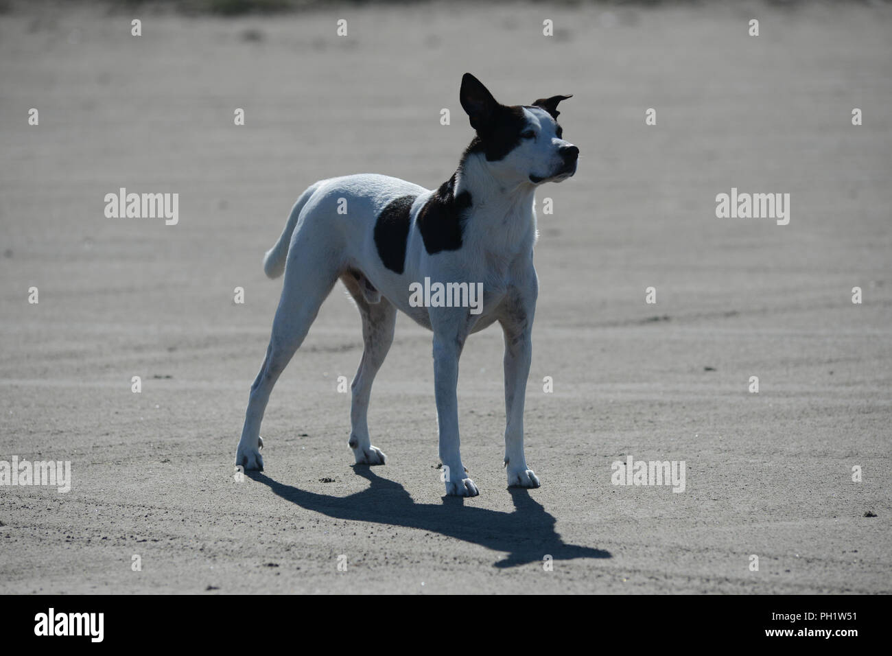 Hund Lino im Süden Frankreichs Stockfotografie - Alamy