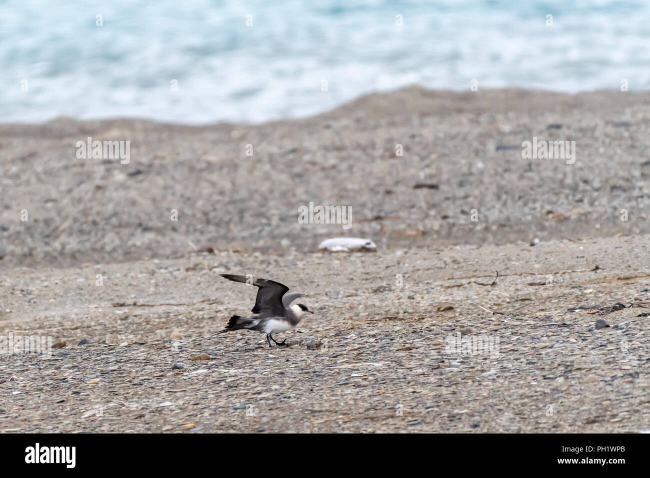 Parasitäre Jaeger (Eulen parasiticus) auch als Schmarotzerraubmöwe in Svalbard, Norwegen bekannt. Stockfoto