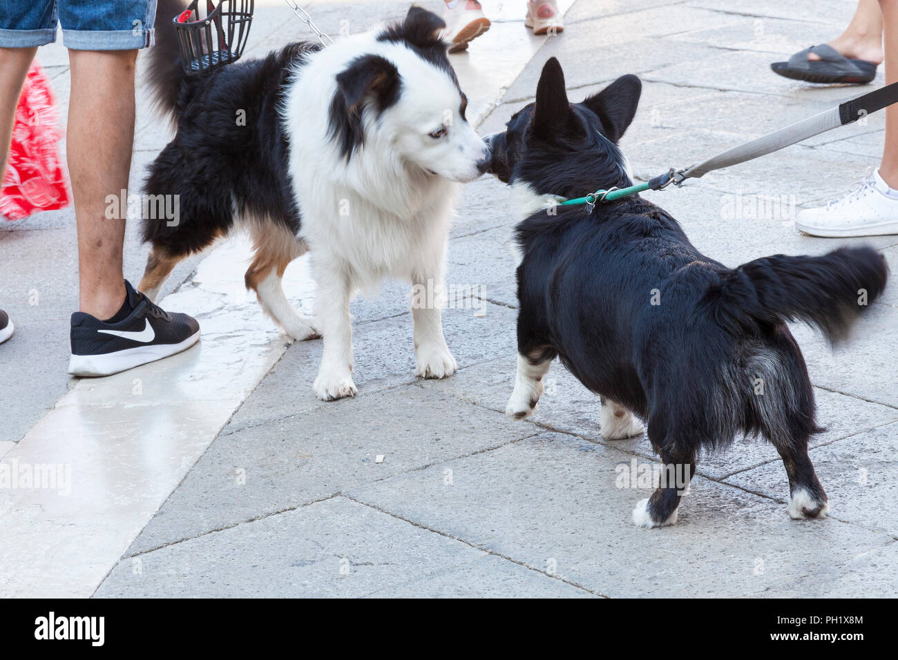 Zwei schwarze und weiße Hunde, ein Australian Shepherd und corgi Mix, Freundschaften im Freien auf Pflaster, durch Inhaber ging, Sniffing und wagging Tails Stockfoto