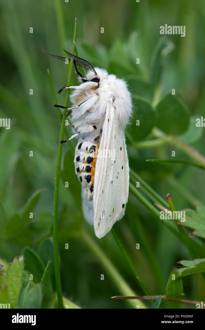 Weißes Hermelin Motte (Spilosoma lubricipeda) Stockfoto