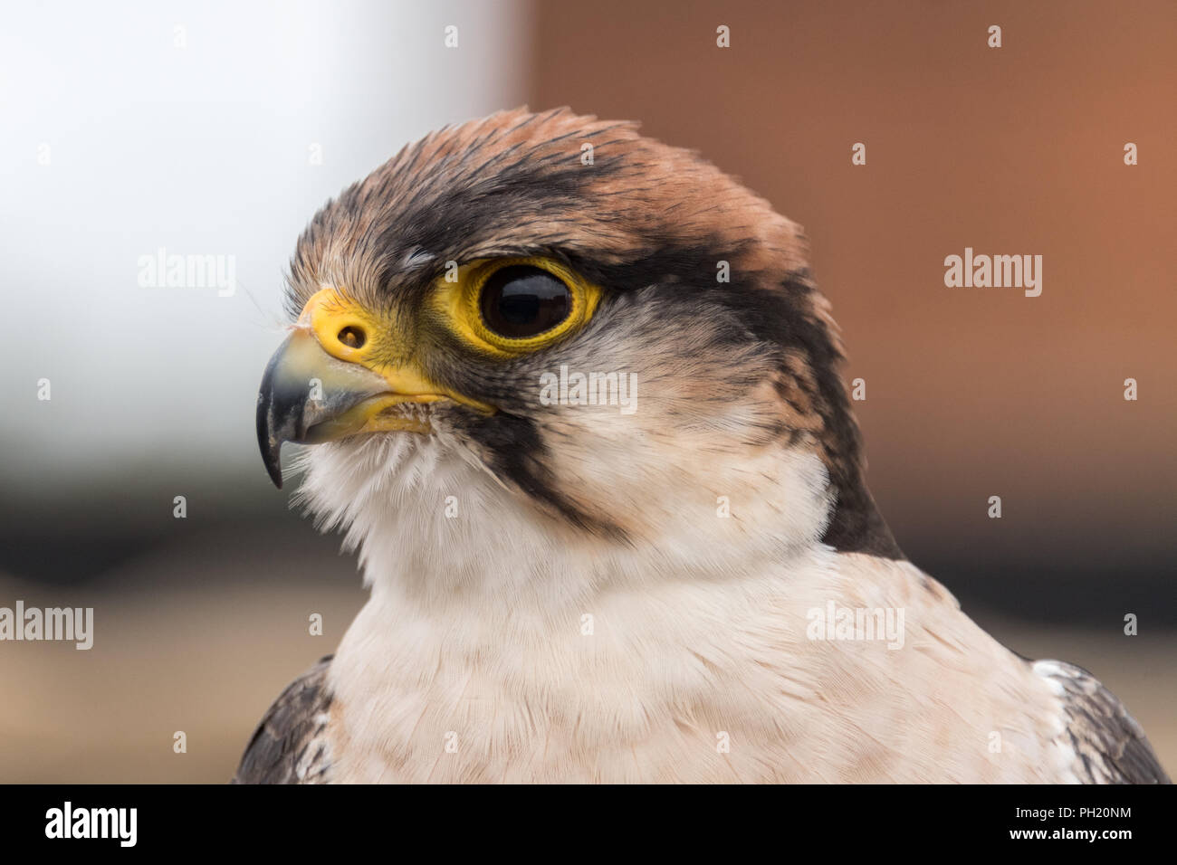 Nahaufnahme der Lannerfalke an falknerei Stockfoto