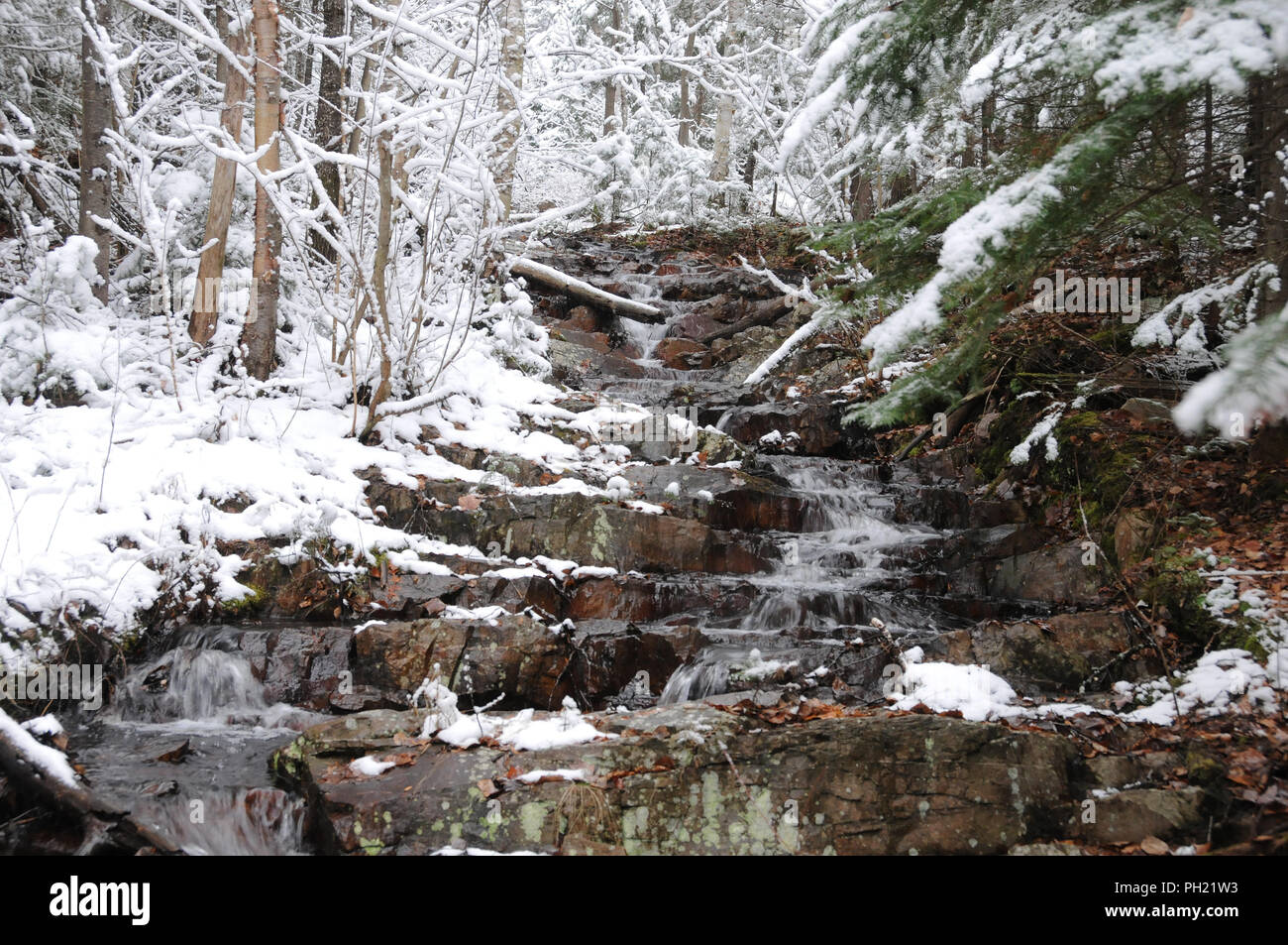 Winterlandschaft seine weiße Decke auf Bäumen. Stockfoto