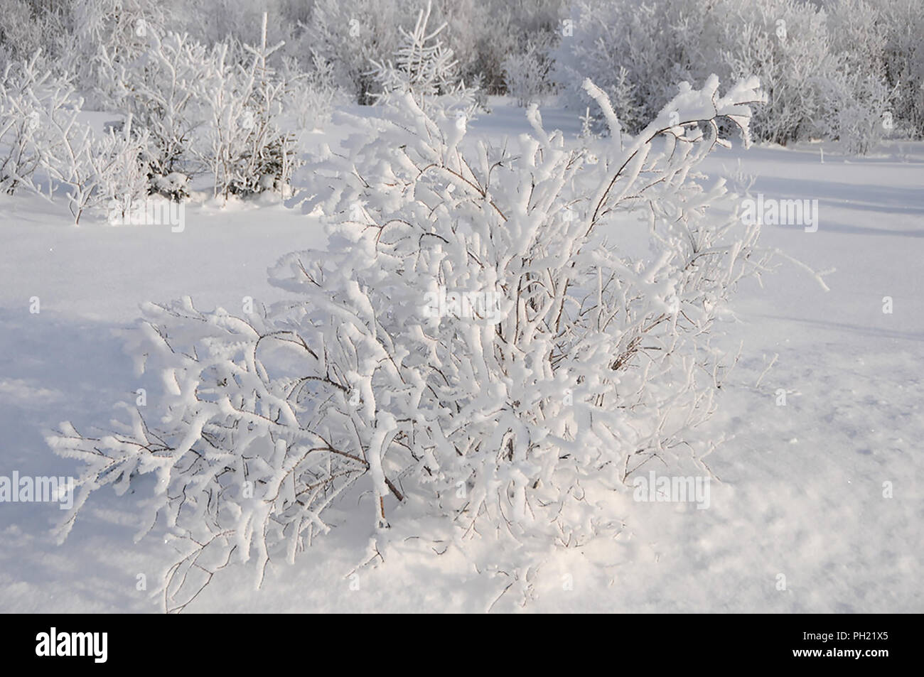 Winterlandschaft seine weiße Decke auf Bäumen. Stockfoto