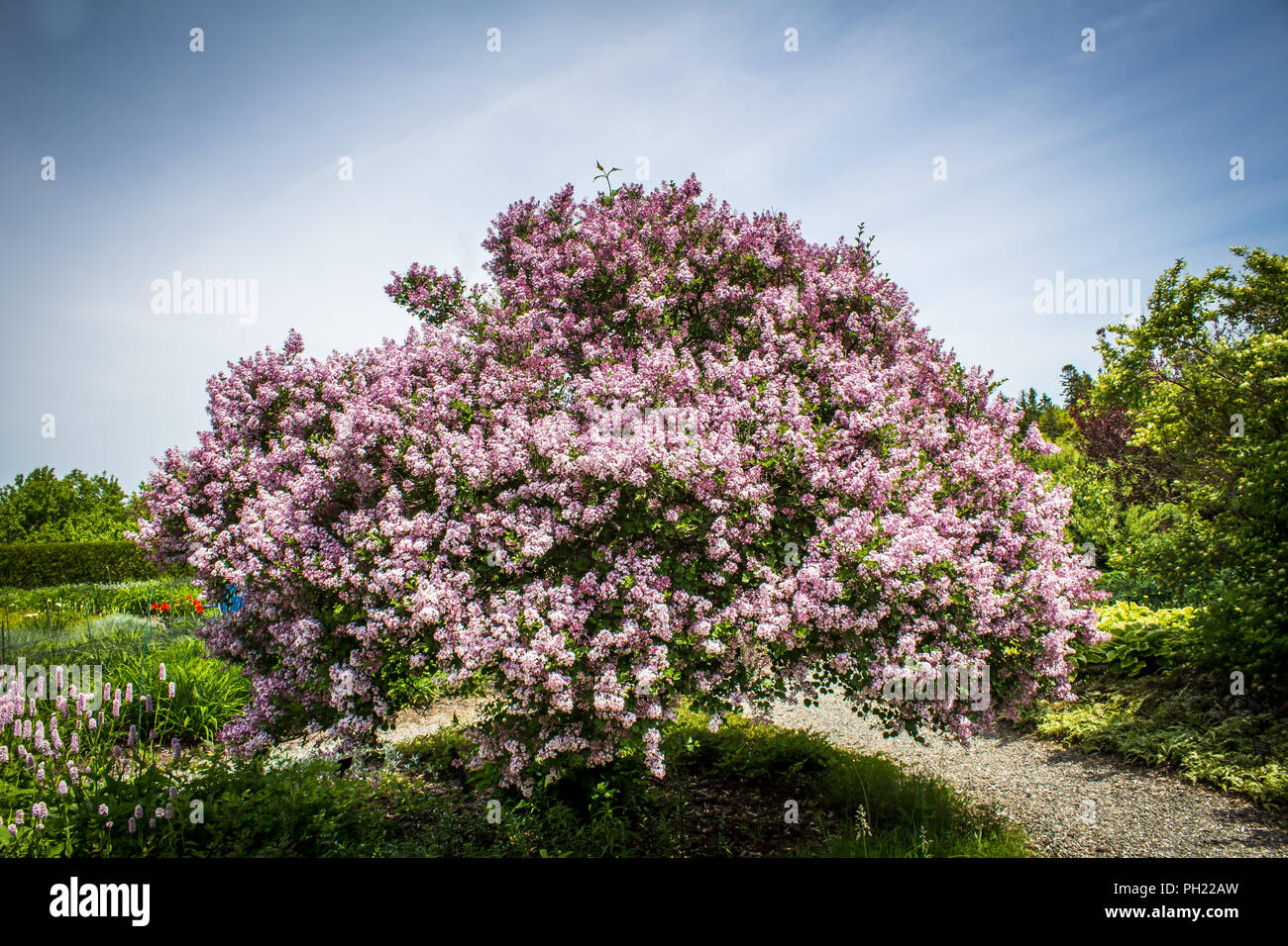 Schöne Lilac Tree Stockfoto