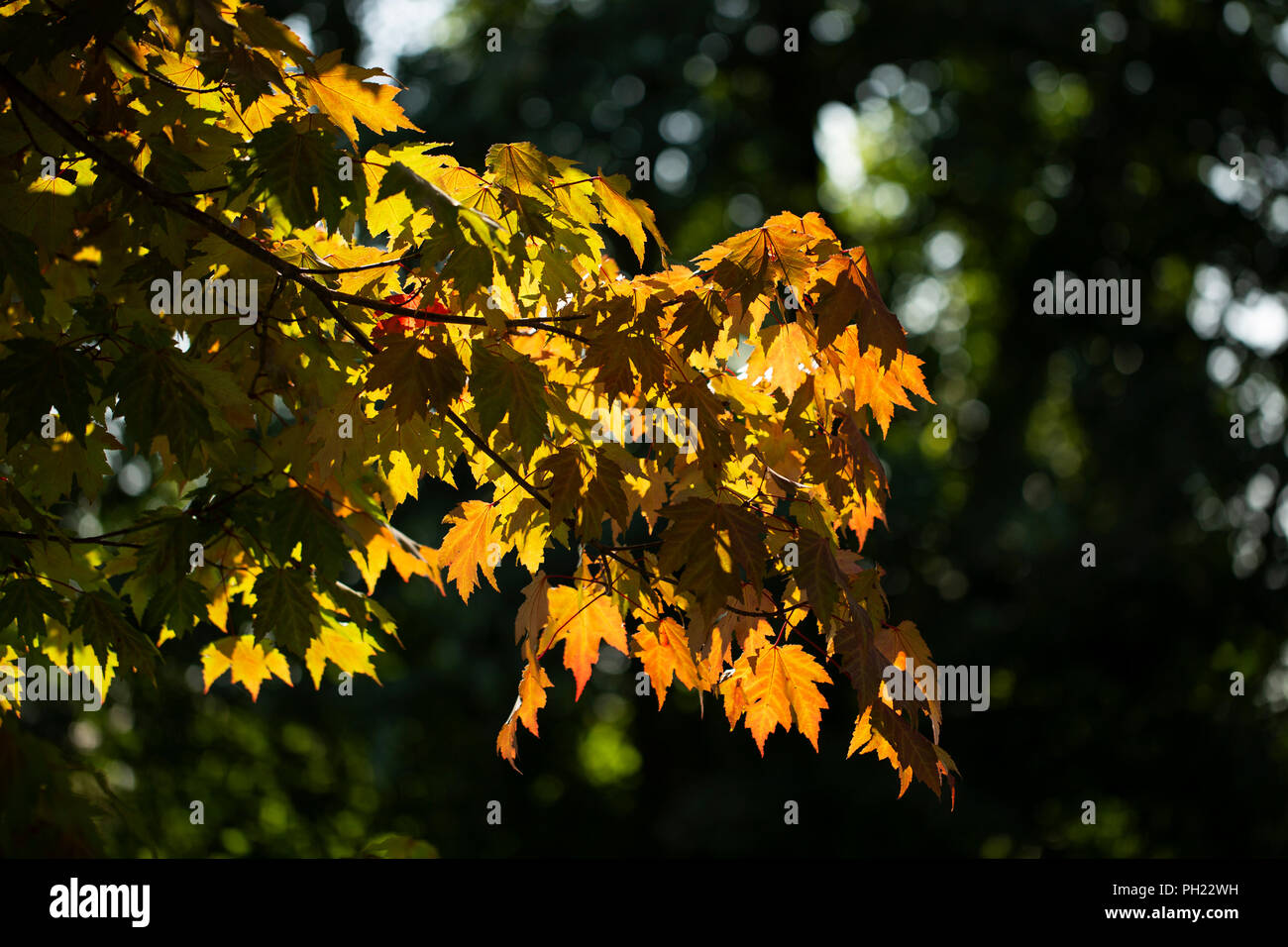 Ahorn (Acer) Blätter mit Herbstfarben Anfang zu wenden, mit den strahlenden Sonne spähen durch. Stockfoto