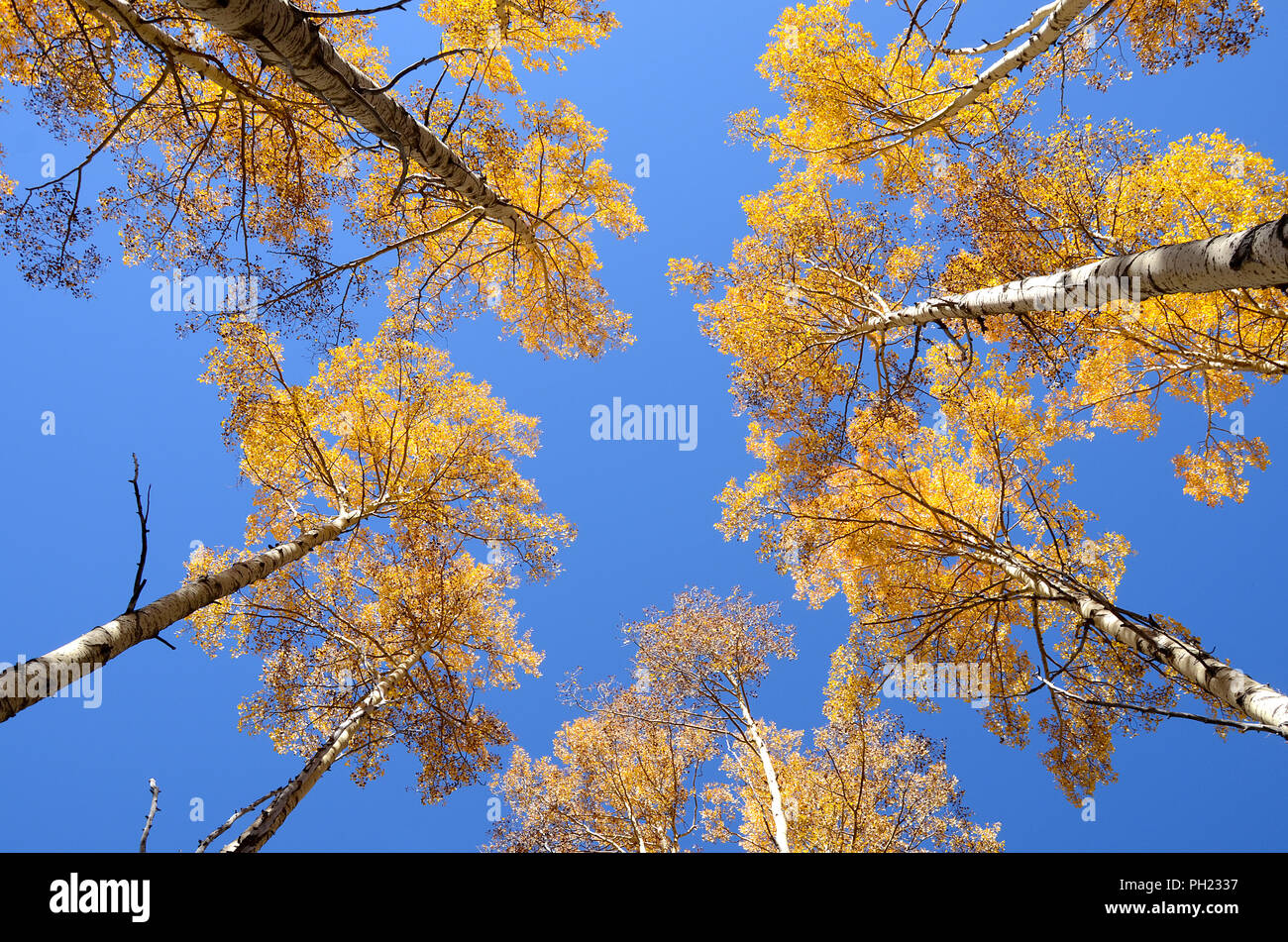 Anzeigen von Aspen Bäume bis zu einem blauen Himmel und goldgelbe Laub in der Sangre de Cristo Mountains in der Nähe von Santa Fe, New Mexico suchen Stockfoto