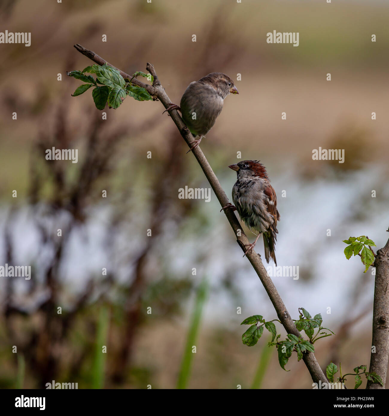 Männliche und weibliche House Sparrow, Passer domesticus, auf einem Zweig vor einem Defokussierten, natürliche herbstliche Hintergrund thront. Stockfoto