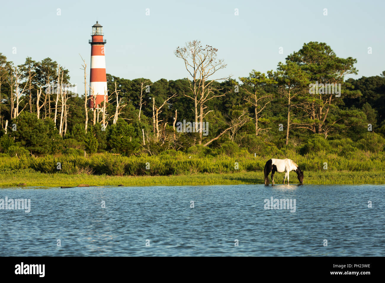 Ein wildes Pony vor Assateague Leuchtturm auf Assateague Island in das Chincoteague National Wildlife Refuge auf dem östlichen Ufer von Virginia. Stockfoto