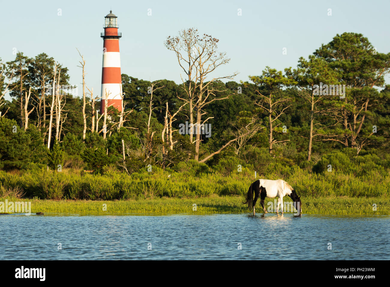 Ein wildes Pony vor Assateague Leuchtturm auf Assateague Island in das Chincoteague National Wildlife Refuge auf dem östlichen Ufer von Virginia. Stockfoto