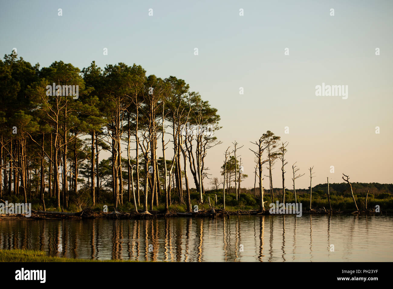 Die Bäume entlang der Küstenlinie auf Chincoteague Island, Virginia, bei Sonnenuntergang. Stockfoto