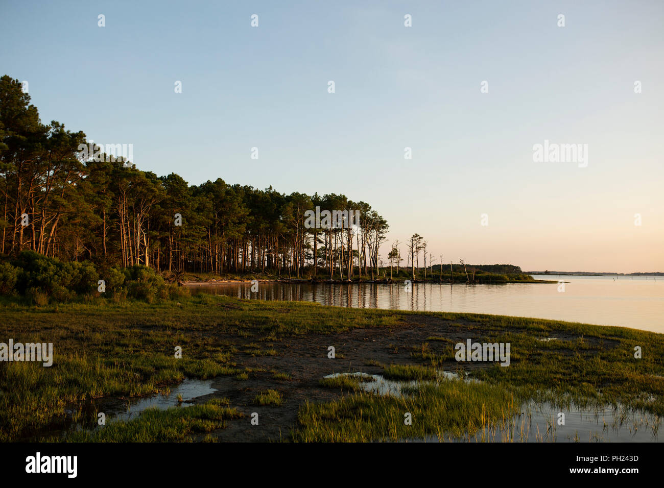 Die Bäume entlang der Küstenlinie auf Chincoteague Island, Virginia, bei Sonnenuntergang. Stockfoto