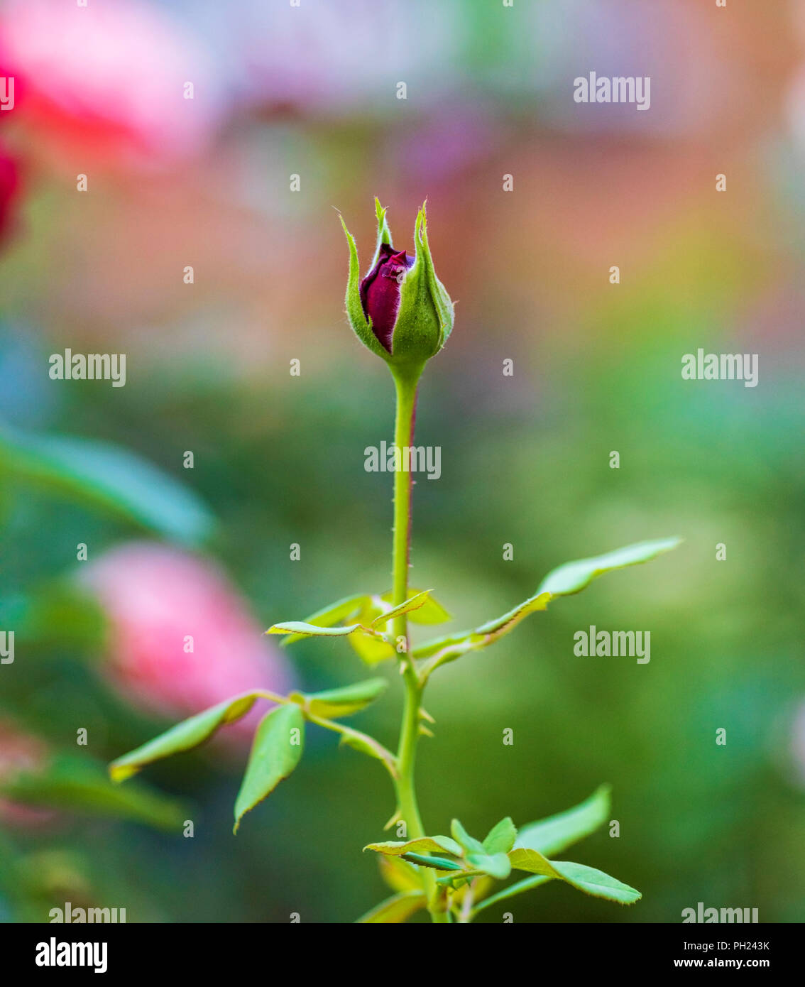 Unblown rote Rose Bud mit grünen Blättern im Garten, in der Nähe Stockfoto