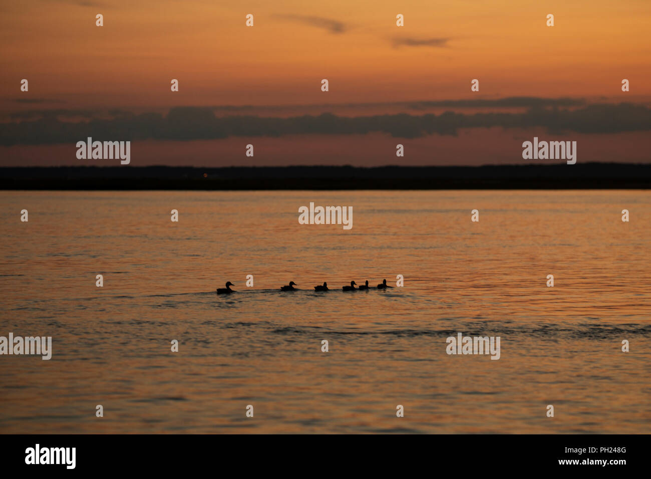 Eine Familie von Enten schwimmt in Richtung Ufer nach Sonnenuntergang aus Chincoteague Island, Virginia. Stockfoto