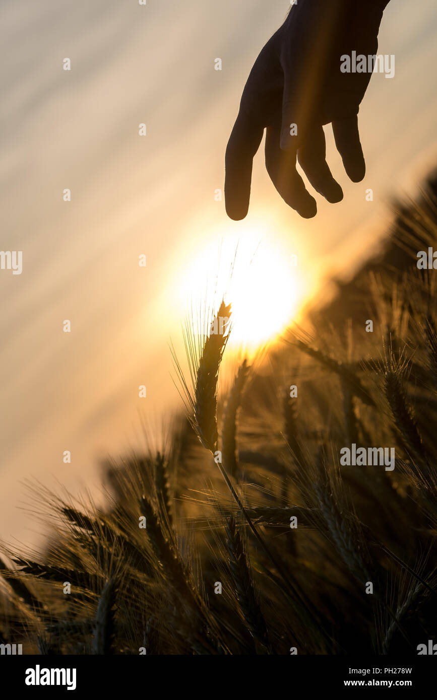 Dawn mit einer steigenden feurige Sonne über einem Feld von Weizen mit einer Hand silhouette bis einer der frische Ähren in einem konzeptionellen imag zu berühren Stockfoto