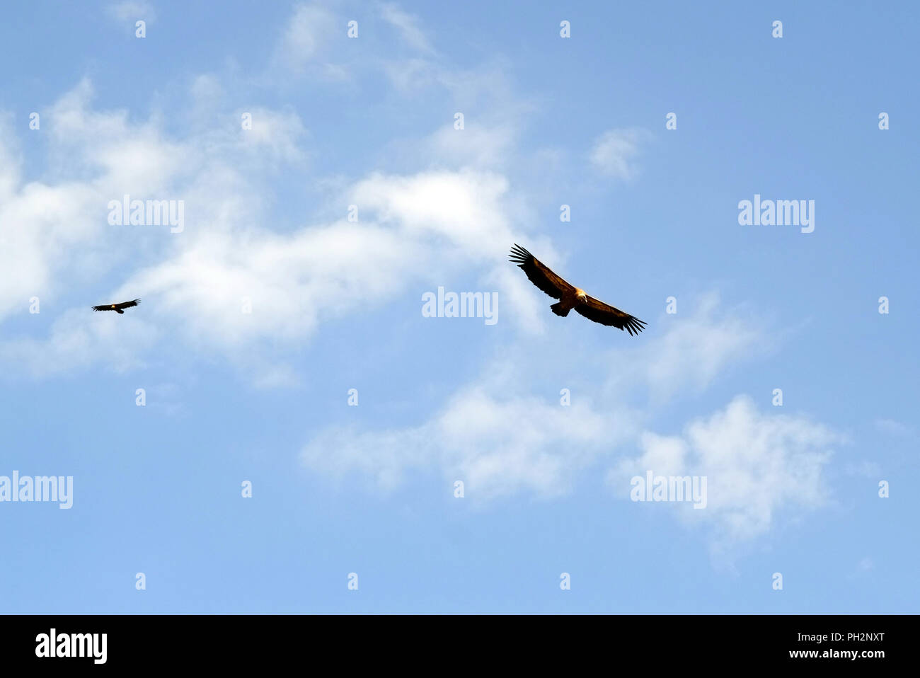 Die Geier kreisen, Katalonien, Span. Stockfoto