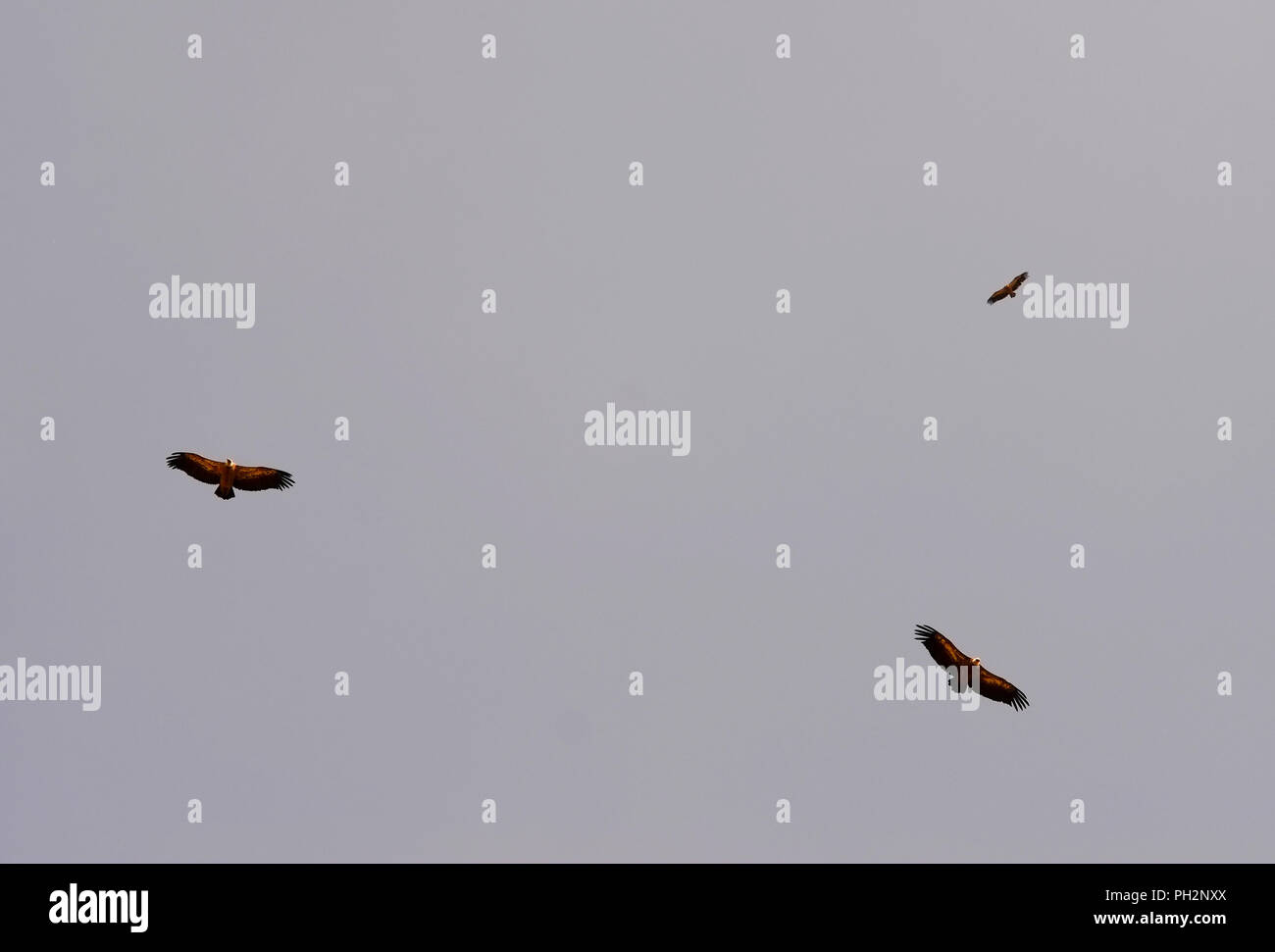 Die Geier kreisen, Katalonien, Span. Stockfoto