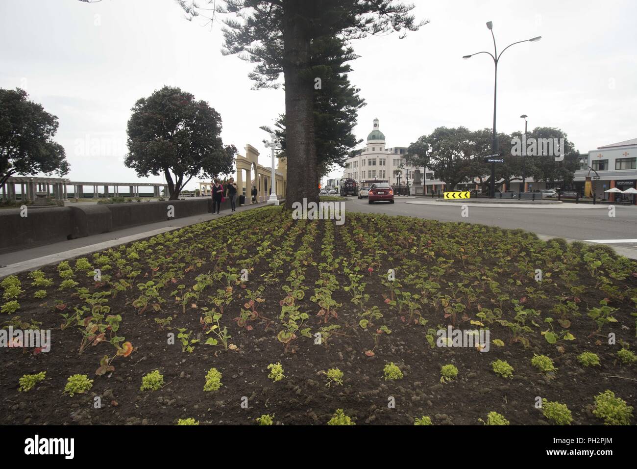 Vor kurzem pflanzten Blumen an der Marine Parade in Napier, Hawke's Bay, North Island, Neuseeland, November 29, 2017. () Stockfoto