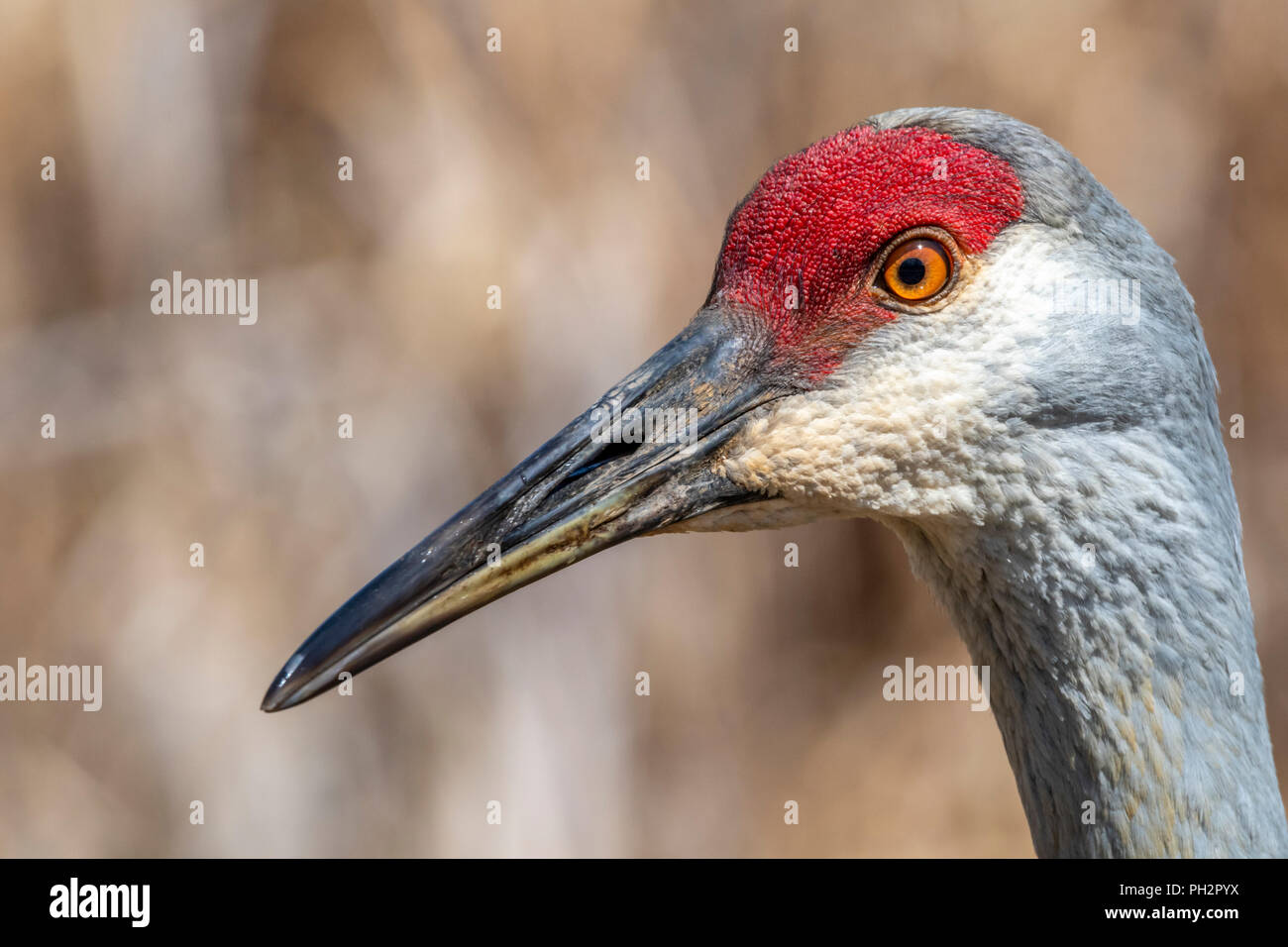 Nahaufnahme, Porträt einer Sandhill Crane (Antigone canadensis). Stockfoto