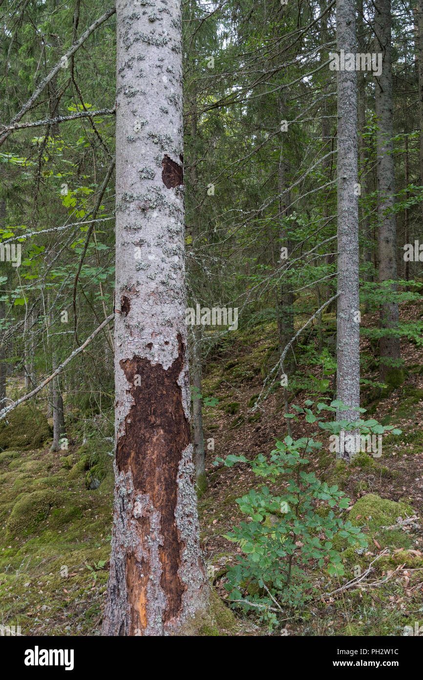 Spruce Tree beschädigt durch Fichte Borkenkäfer Stockfoto