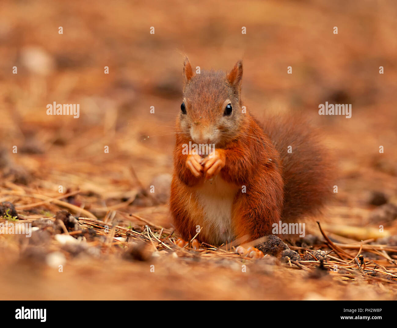 Formby Rot Suirrels Stockfoto