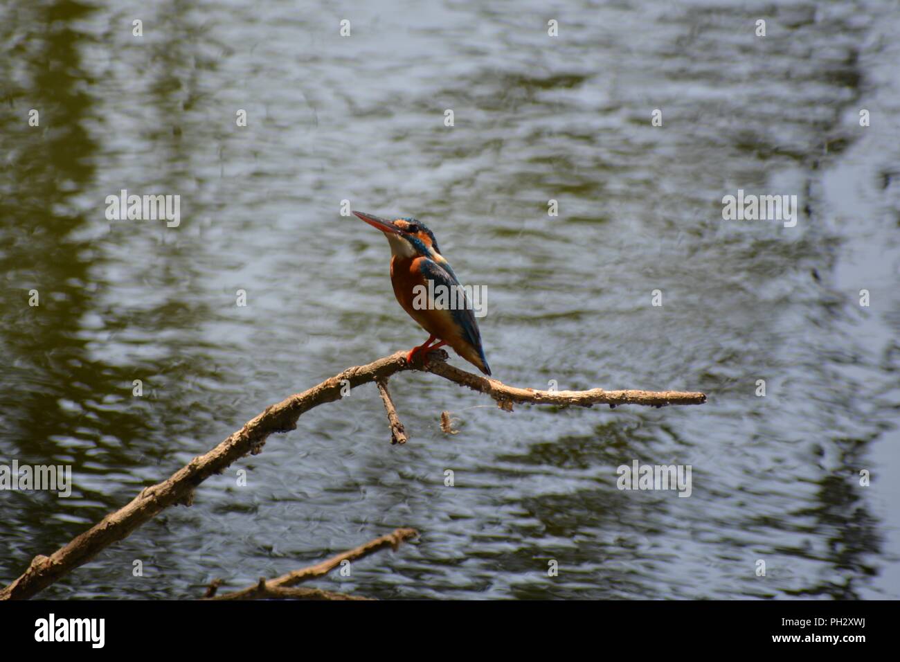 Die schöne bunte Eisvogel, getan hat mit Angeln und Ausruhen. Stockfoto