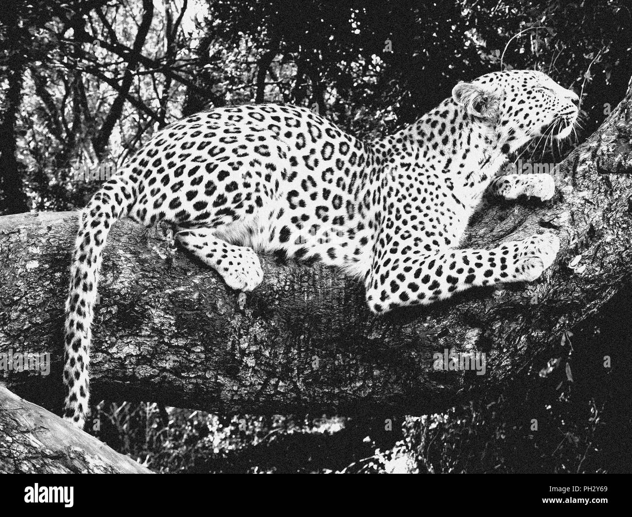 Wild leopard Brüllender in Südafrika Stockfoto