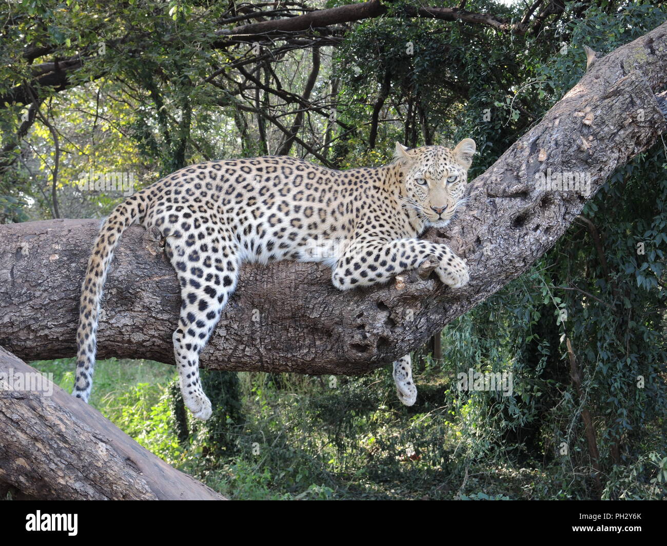 Wild leopard Brüllender in Südafrika Stockfoto