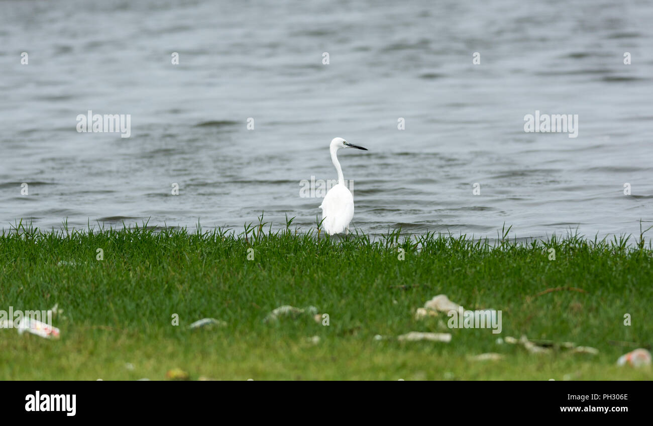 Little Egret in chennai Beach Stockfoto