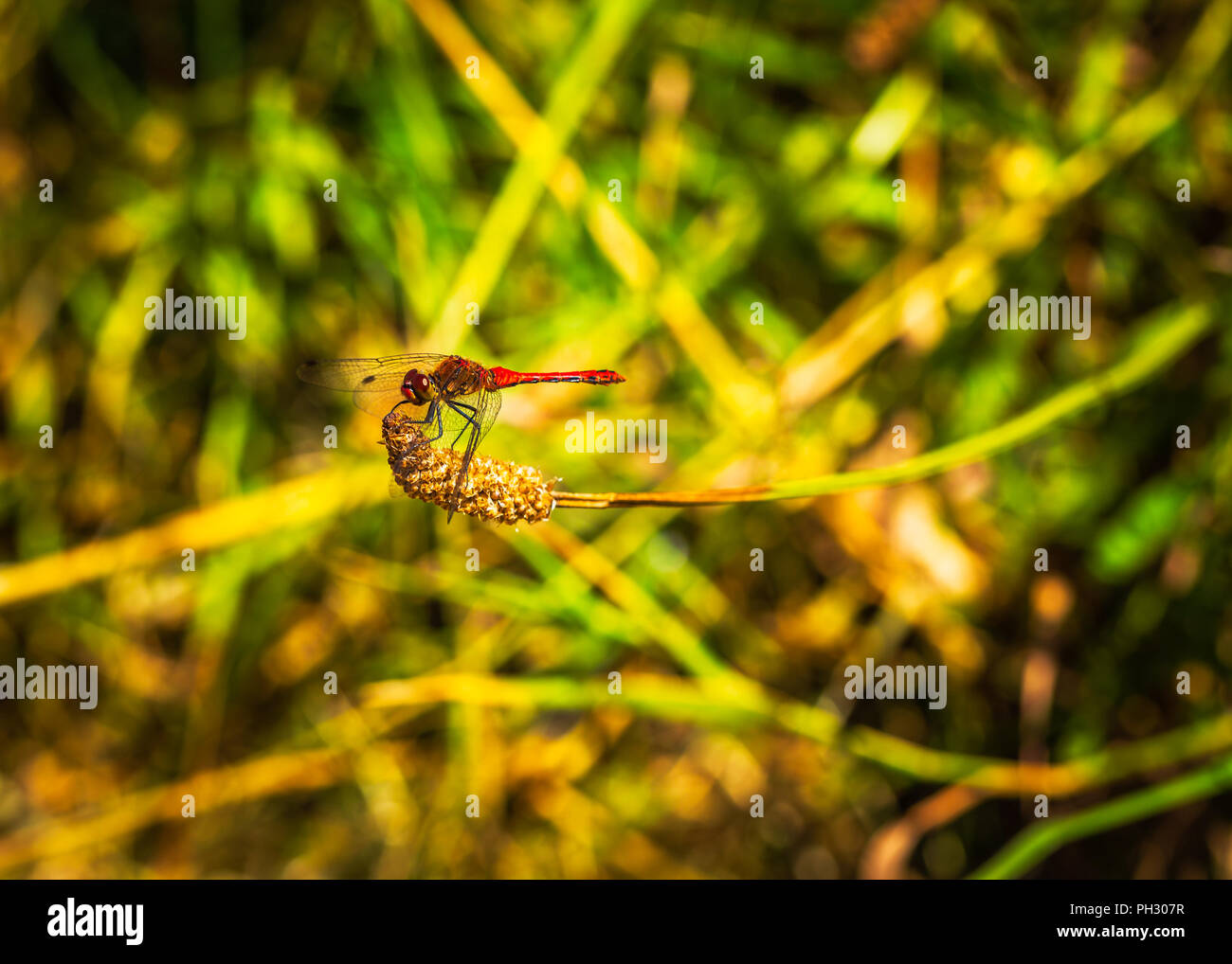Die rot geäderten Darter oder Nomaden Stockfoto