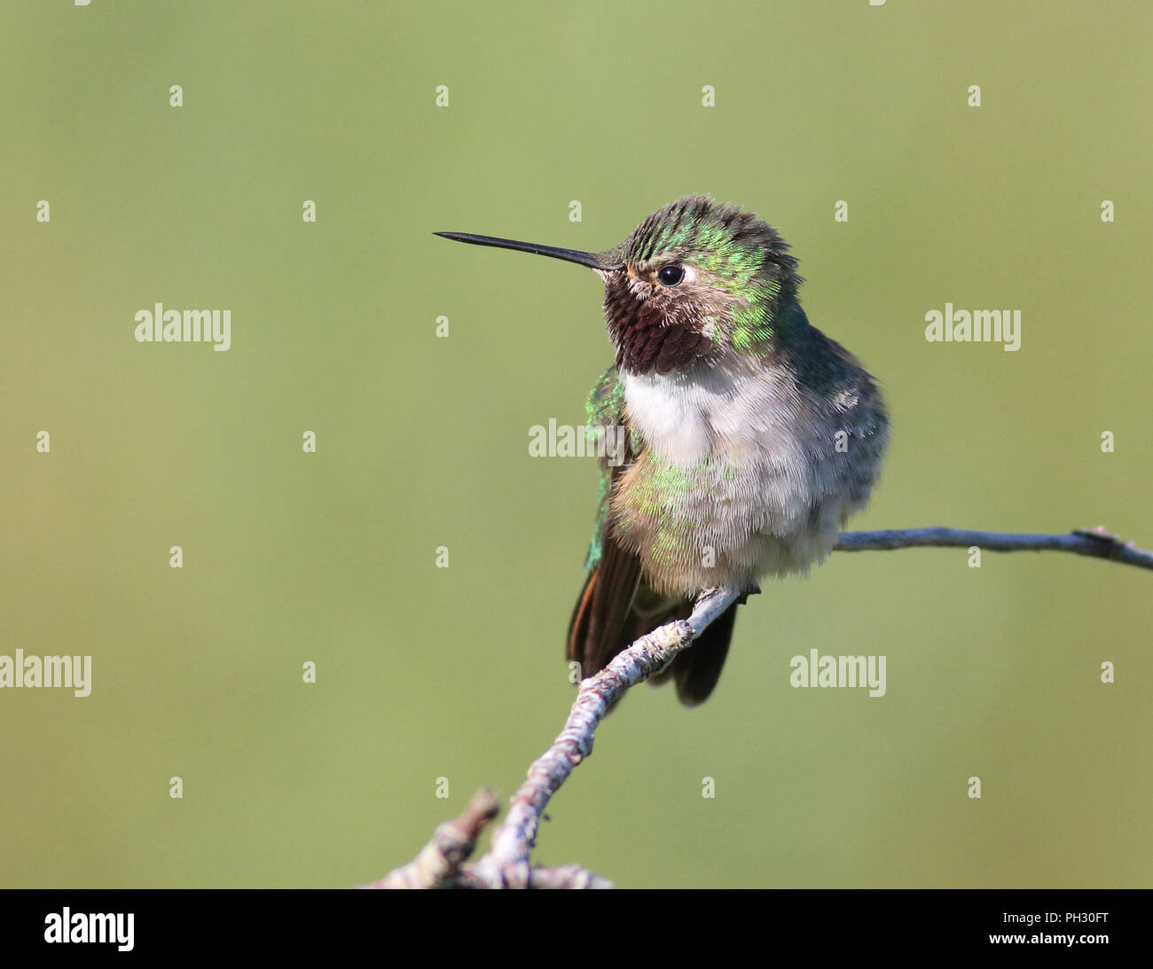 Breite-tailed Hummingbird 11.Juni, 2018 Winter Park, Colorado Stockfoto