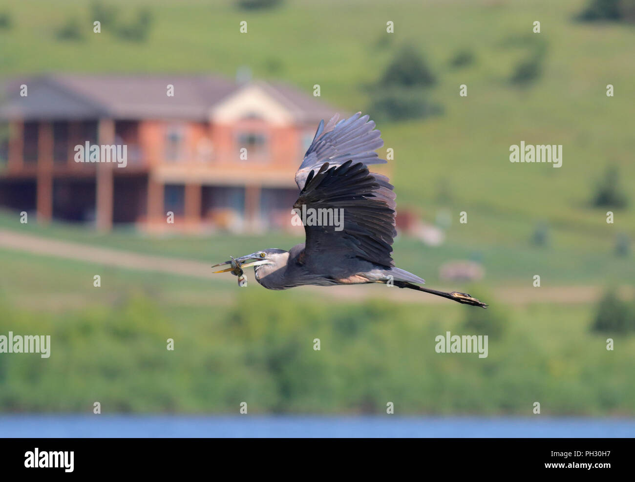 Great Blue Heron August 3rd, 2014 Lake Vermilion, South Dakota Stockfoto