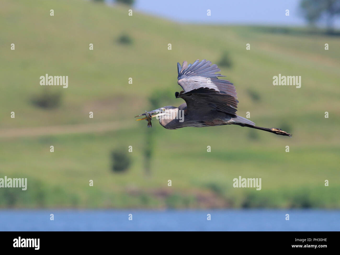 Great Blue Heron August 3rd, 2014 Lake Vermilion, South Dakota Stockfoto