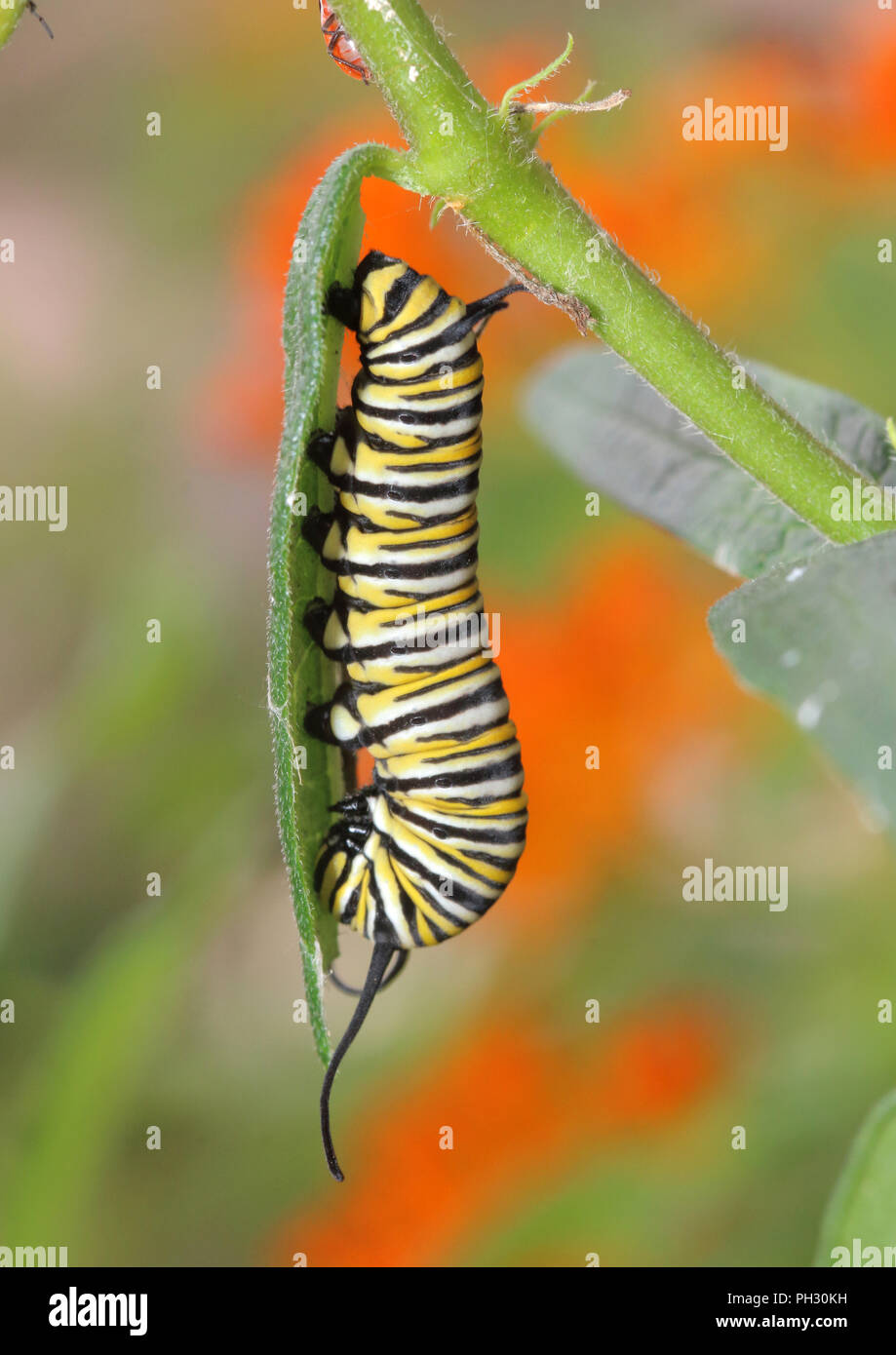 Monarch Butterfly caterpillar August 19th, 2018 Brandon, South Dakota Stockfoto