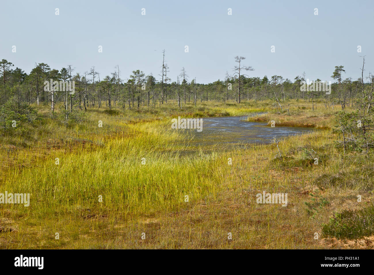 Unberührte Natur in Cenas Moor, Lettland Stockfoto