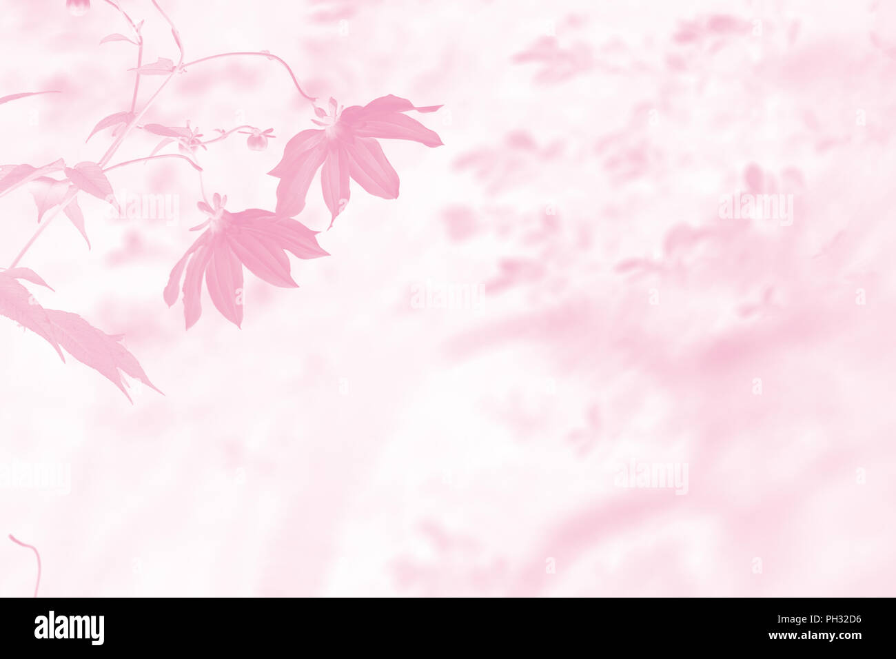 Blumen von Dahlia imperialis Stockfoto