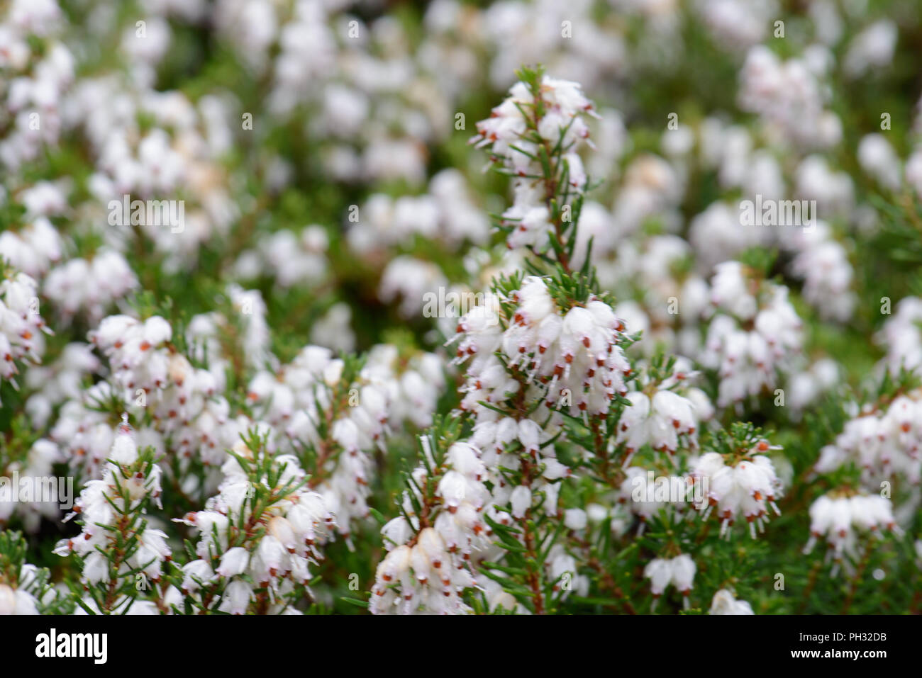Erica Dryas startler Stockfoto