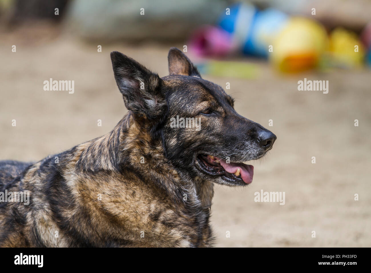 Majjestic Suche Deutscher Schäferhund Hund, im Freien, Nahaufnahme, Porträt. Stockfoto