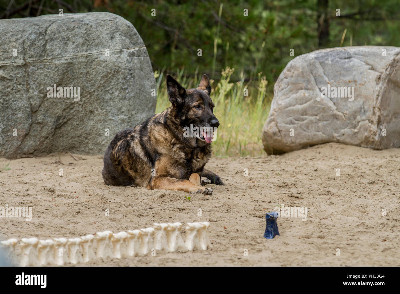 Majjestic Suche Deutscher Schäferhund Hund, zur Festlegung im Freien. Stockfoto