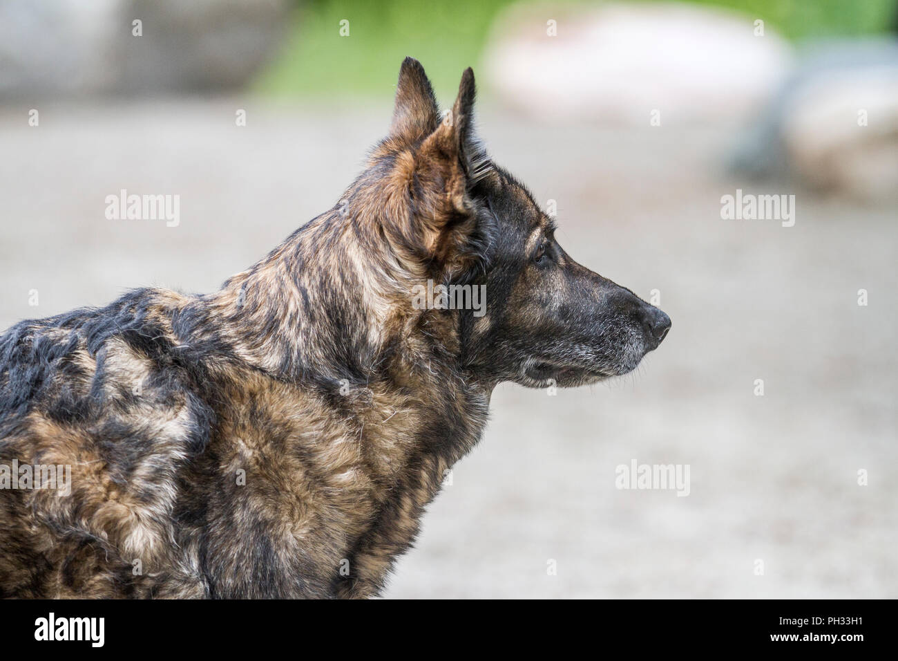 Deutscher Schäferhund ständigen Porträt, im Freien. Cranbrook, Britisch-Kolumbien, Kanada Stockfoto