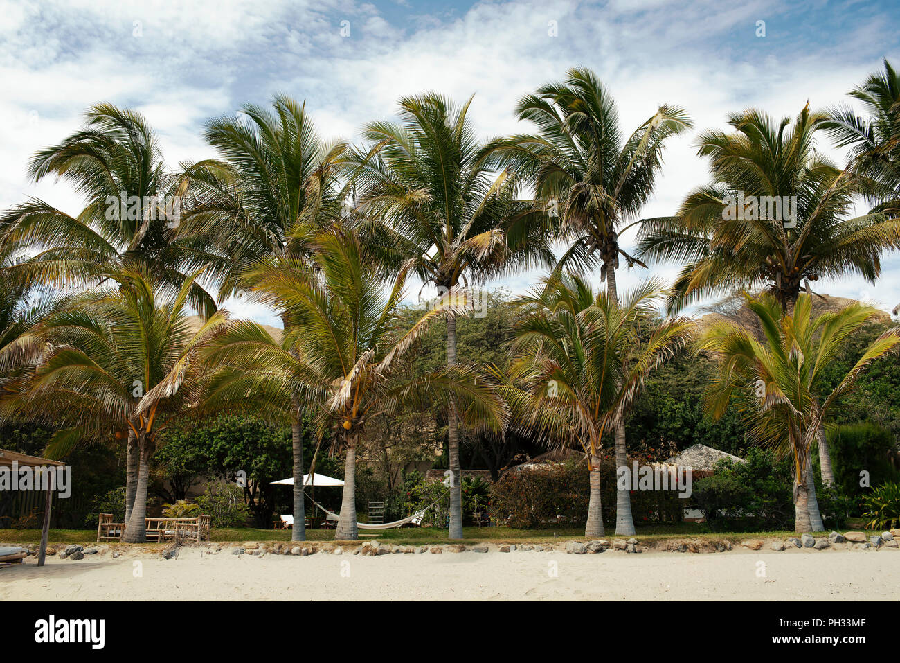 Palmen entlang der paradiesischen Strand von Las Pocitas. Mancora, Region Piura, Peru. Aug 2018 Stockfoto