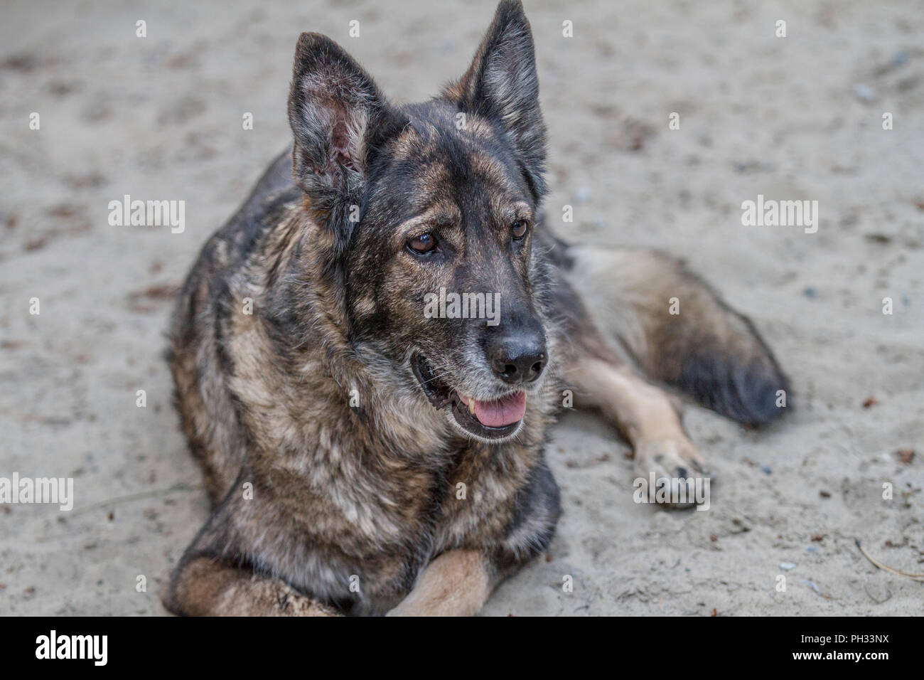 Deutscher Schäferhund, Hochformat, zur Festlegung der im Freien, mit bunten Mantel. Stockfoto