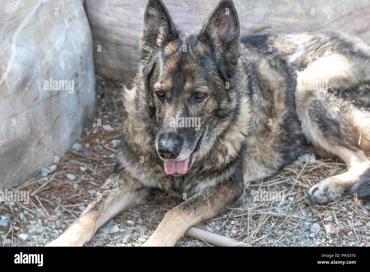 Deutscher Schäferhund, Hochformat, zur Festlegung der im Freien, mit bunten Mantel. Stockfoto